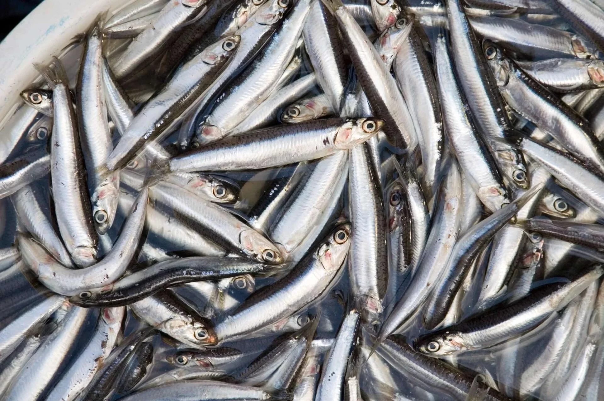 anchoas 1
