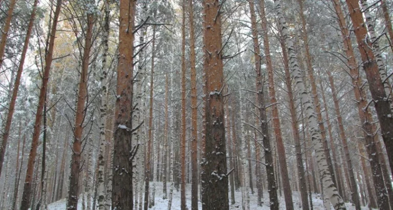 Si buscas magia en invierno, estos tres bosques de España son tu próxima parada
