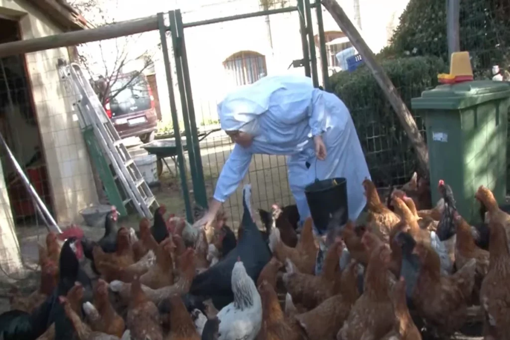 Las monjas de Belorado piden adoptar gallinas y su falso obispo se lanza a comprar fincas 3 Moncloa el corral de las monjas de belorado 6cc5164c 241130122056 1280x720 1 Moncloa