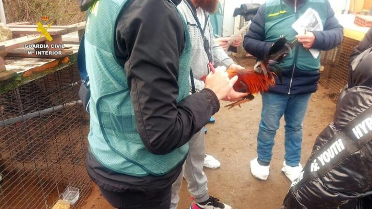 Investigan a un propietario de los gallos virales en Valladolid por delito contra los animales