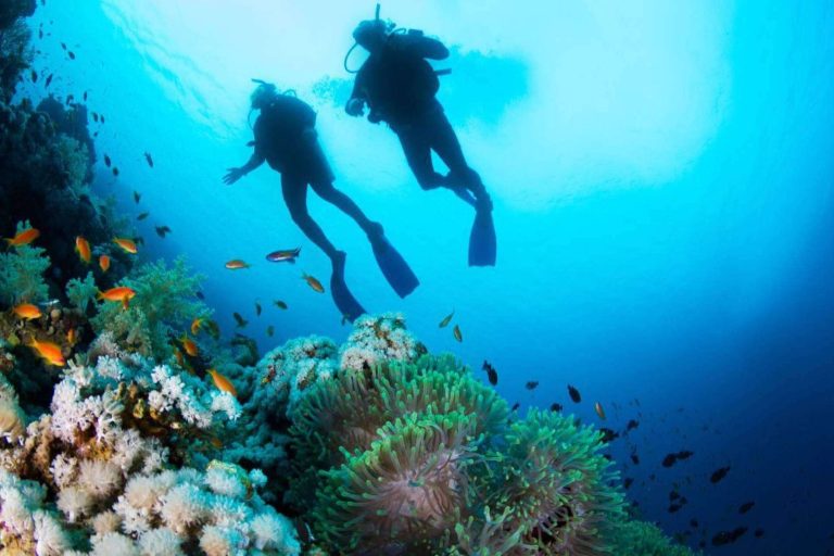 Buceo seguro con tiburones en el Mar Rojo; Desmitificando miedos y promoviendo la conservación
