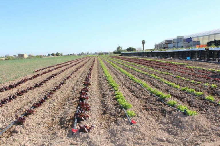 PP y Vox en C.Valencia impulsan la reforma de la Ley de la Huerta, criticada por la izquierda como «urbanismo depredador»