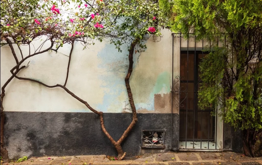 Los patios de Córdoba que puedes visitar todo el año para disfrutar de su encanto 12 Moncloa image1 51 Moncloa