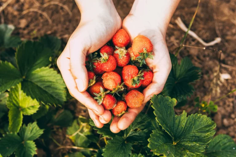 Ni vinagre ni sal, este truco casero deja las fresas limpias de pesticidas