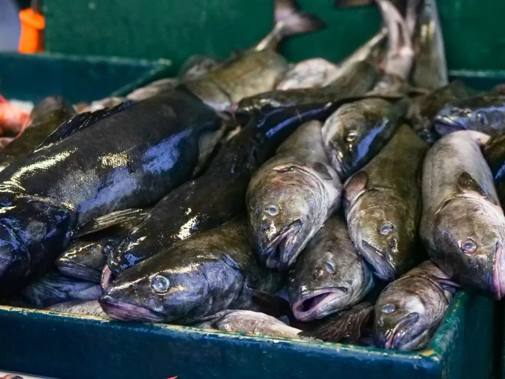 Bacalao a la vizcaína: la receta tradicional que conquista a todos 2 Moncloa bacalao a la vizcaína