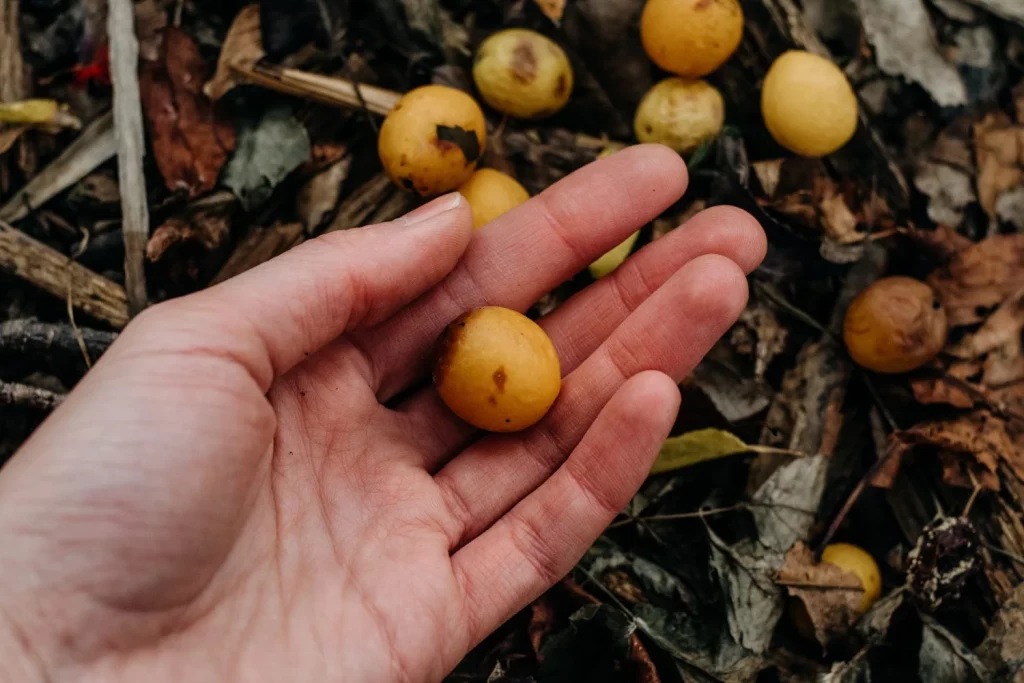 Esta fruta olvidada en España tiene colágeno, vitamina A y cuida tu estómago 14 Moncloa FRUTA OLVIDADA: ¿QUÉ HACE TAN ESPECIAL AL NANCHE?