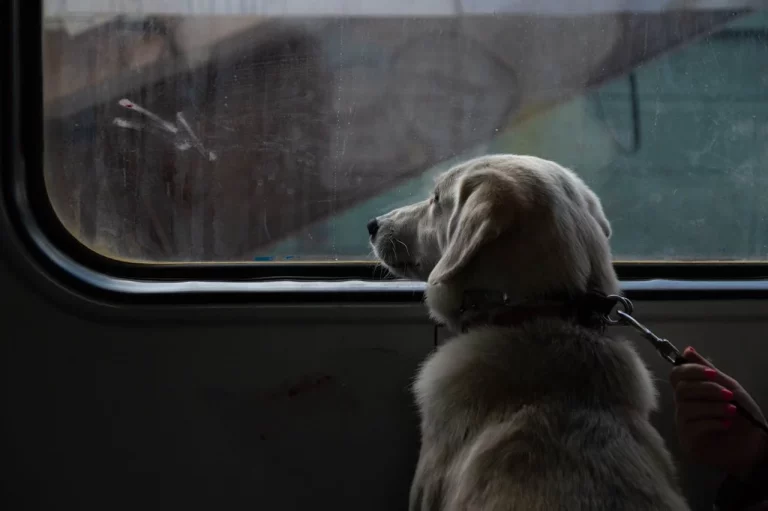 Viajar con perro por España ya no es misión imposible. Fuente Pexels