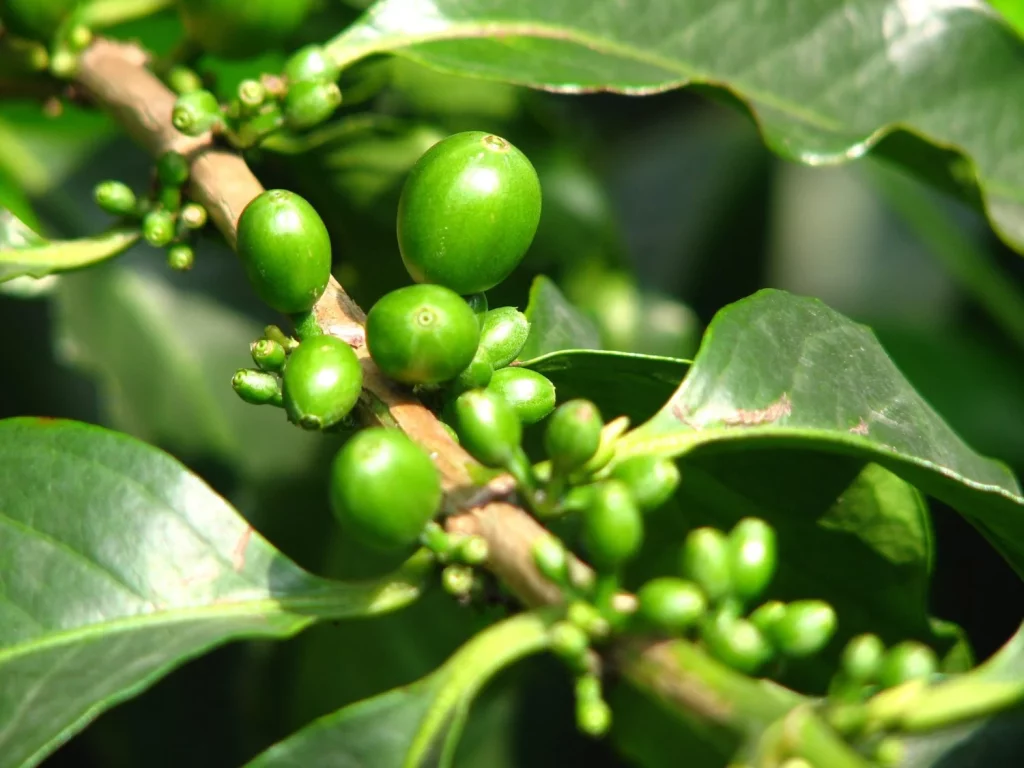 RADIOGRAFÍA DEL GRANO SIN TOSTAR: DESCUBRIENDO EL CAFÉ VERDE