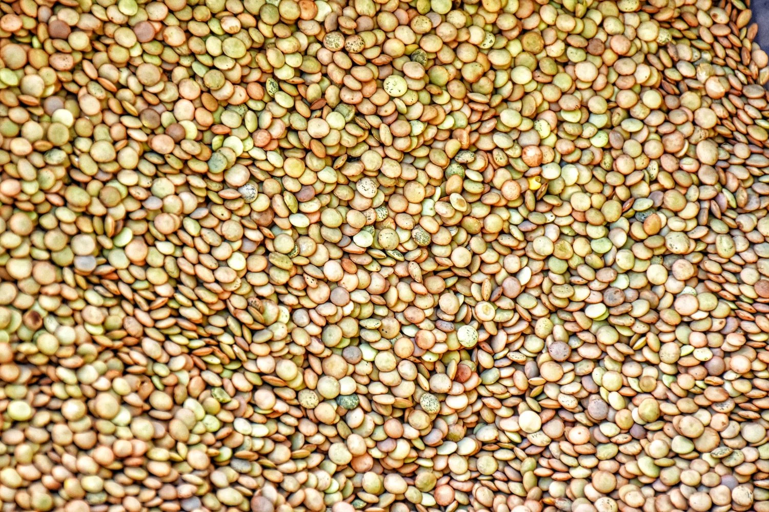 Este alimento parece ligero, pero te deja hinchado y la culpa es de su fibra 1 Moncloa LOS BENEFICIOS NUTRICIONALES DE LAS LENTEJAS