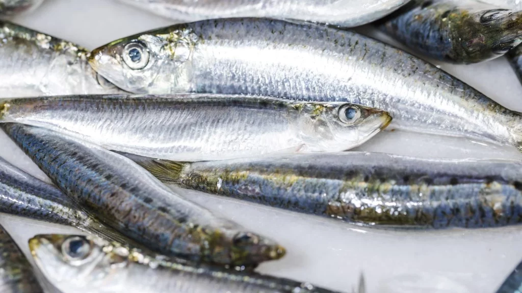 LAS SARDINAS: EL TESORO NUTRICIONAL AL ALCANCE DE TODOS
