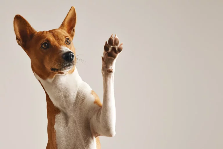 Descubre el alimento prohibido para perros más letal que el chocolate y que sigue pasando desapercibido entre los dueños