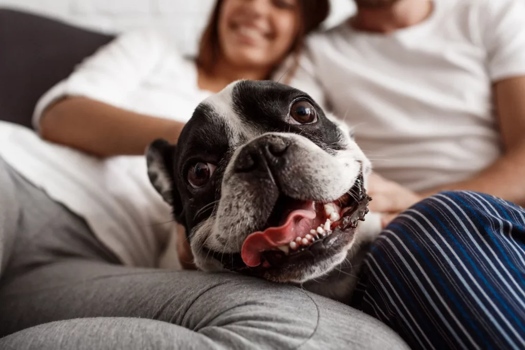 Descubre el alimento prohibido para perros más letal que el chocolate y que sigue pasando desapercibido entre los dueños 22 Moncloa PREVENCIÓN Y CONCIENCIACIÓN: SALVAGUARDANDO A NUESTRAS MASCOTAS