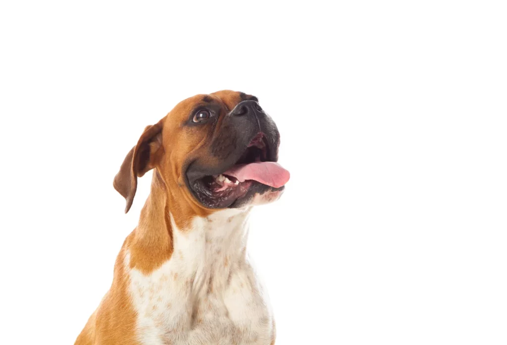 Descubre el alimento prohibido para perros más letal que el chocolate y que sigue pasando desapercibido entre los dueños 21 Moncloa MECANISMOS DE TOXICIDAD: CÓMO ACTÚAN ESTOS VENENOS DOMÉSTICOS