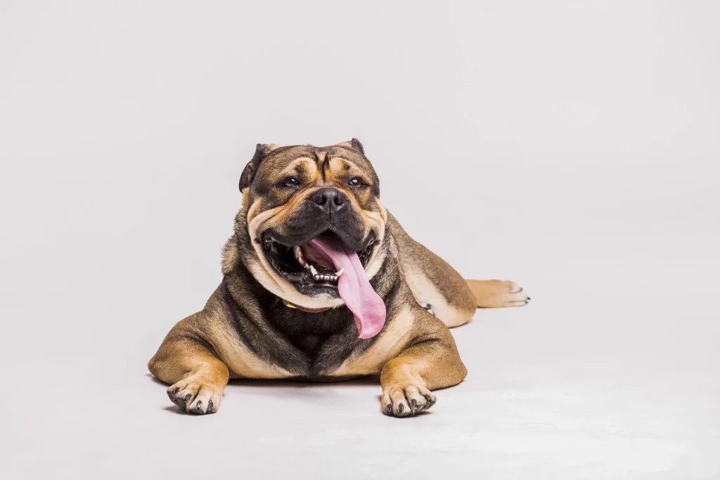 Descubre el alimento prohibido para perros más letal que el chocolate y que sigue pasando desapercibido entre los dueños 19 Moncloa LA CEBOLLA: DESTRUCTOR SILENCIOSO DE GLÓBULOS ROJOS