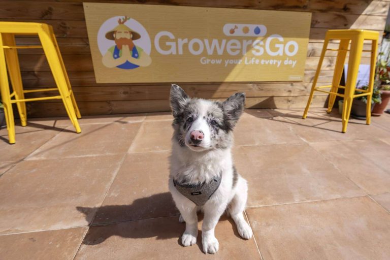 GrowersGo; primer ecosistema de bienestar que ayuda a reducir el estrés a personas y equipos desde Huelva