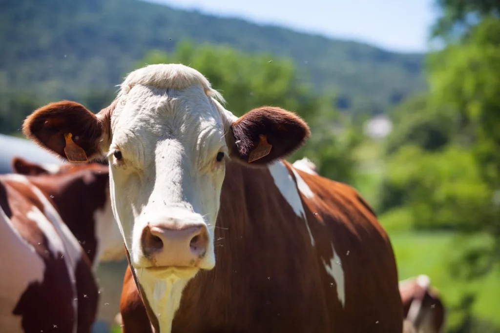 EL PROCESO ARTESANAL QUE CONVIERTE LA LECHE EN ORO CREMOSO