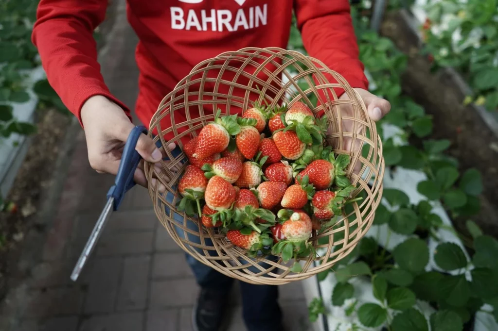 3 alimentos antiinflamatorios que necesitas incluir en tu dieta desde hoy 5 Moncloa Los frutos rojos son pequeños pero poderosos