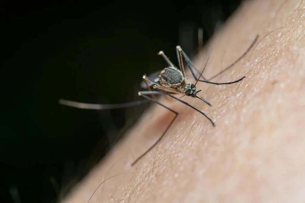 Carrefour tiene los clásicos que no fallan para mantener a los mosquitos a raya este verano 2 Moncloa El ahuyentador de mosquitos que todos quieren tener