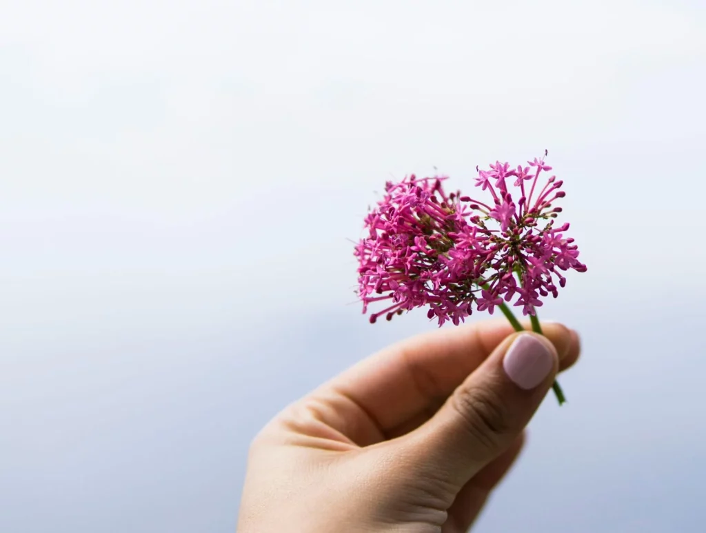La planta medicinal que calma sin sedar