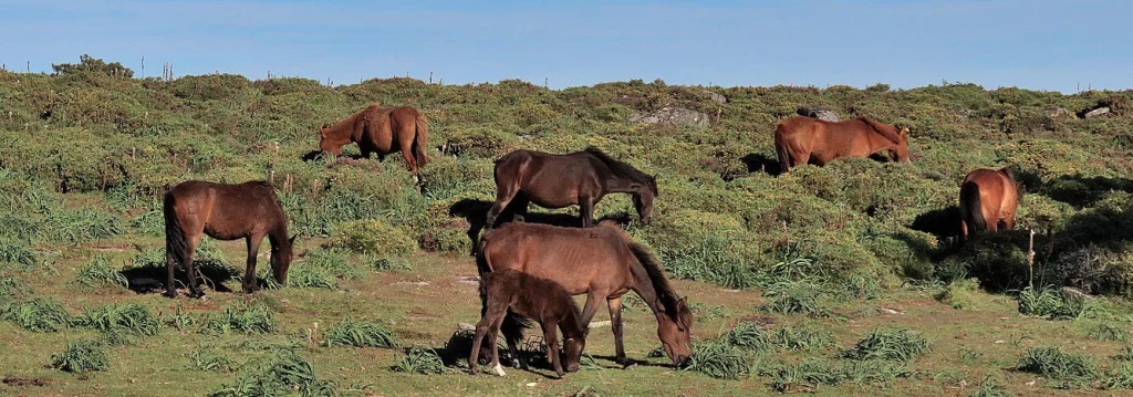 El rincón secreto de Galicia donde la naturaleza y la historia se encuentran 17 Moncloa La ruta mágica que lo une todo