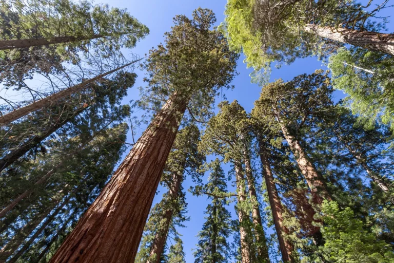 Hay un ‘bosque de secuoyas’ en Cantabria y puedes visitarlo gratis: un pedazo de California en el norte de España