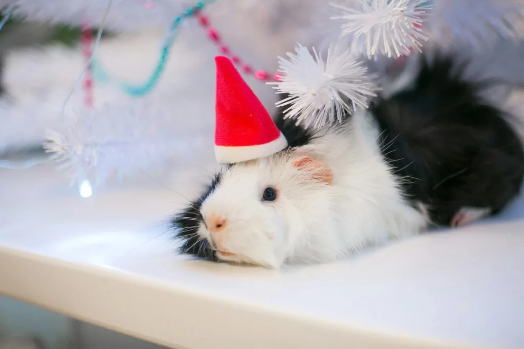 En España la Navidad se celebra lanzando ratas