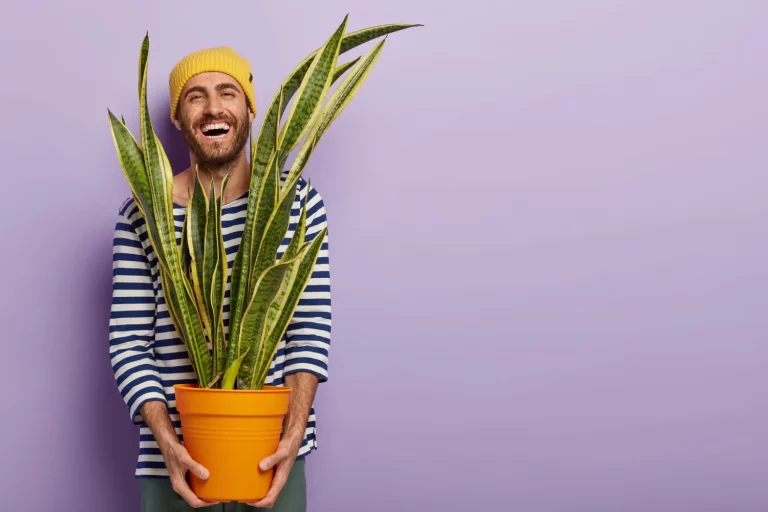Esta es la planta que purifica el aire de tu hogar y que deberías comprar hoy mismo