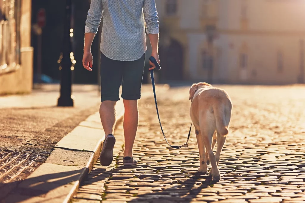vista trasera de un hombre con un perro caminando por el adoquin Moncloa