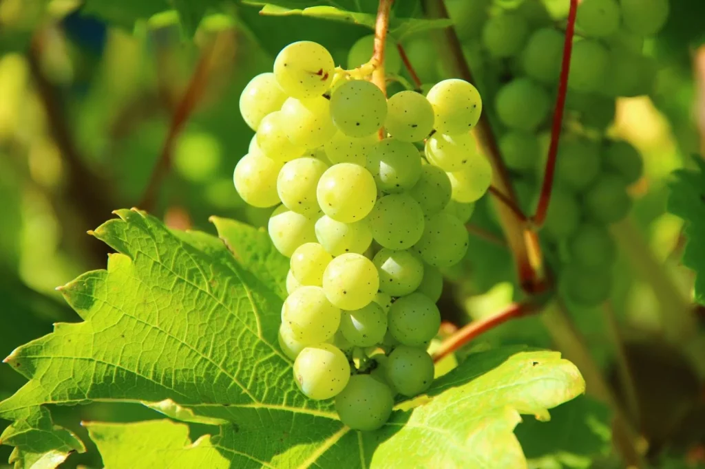 Una fruta que contribuye a la salud cerebral, digestiva y ocular