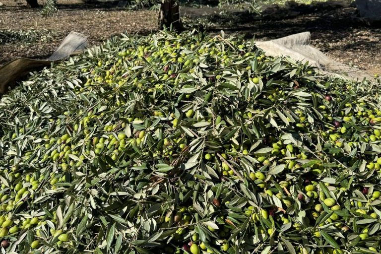 Tercio de las Torres; El aceite de oliva que nació de un sueño, no de un negocio