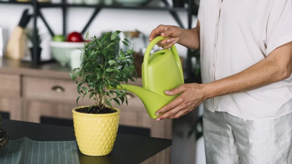 ¿Cómo debo dejar las plantas al irme de vacaciones para que me las encuentre bien? 10 Moncloa primer plano de mujer senior regando la planta en maceta en el mostrador de la cocina Moncloa