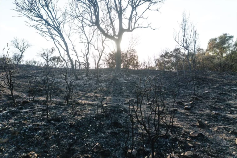 La Comunidad de Madrid lanza un Plan forestal que busca blindar los bosques contra el fuego
