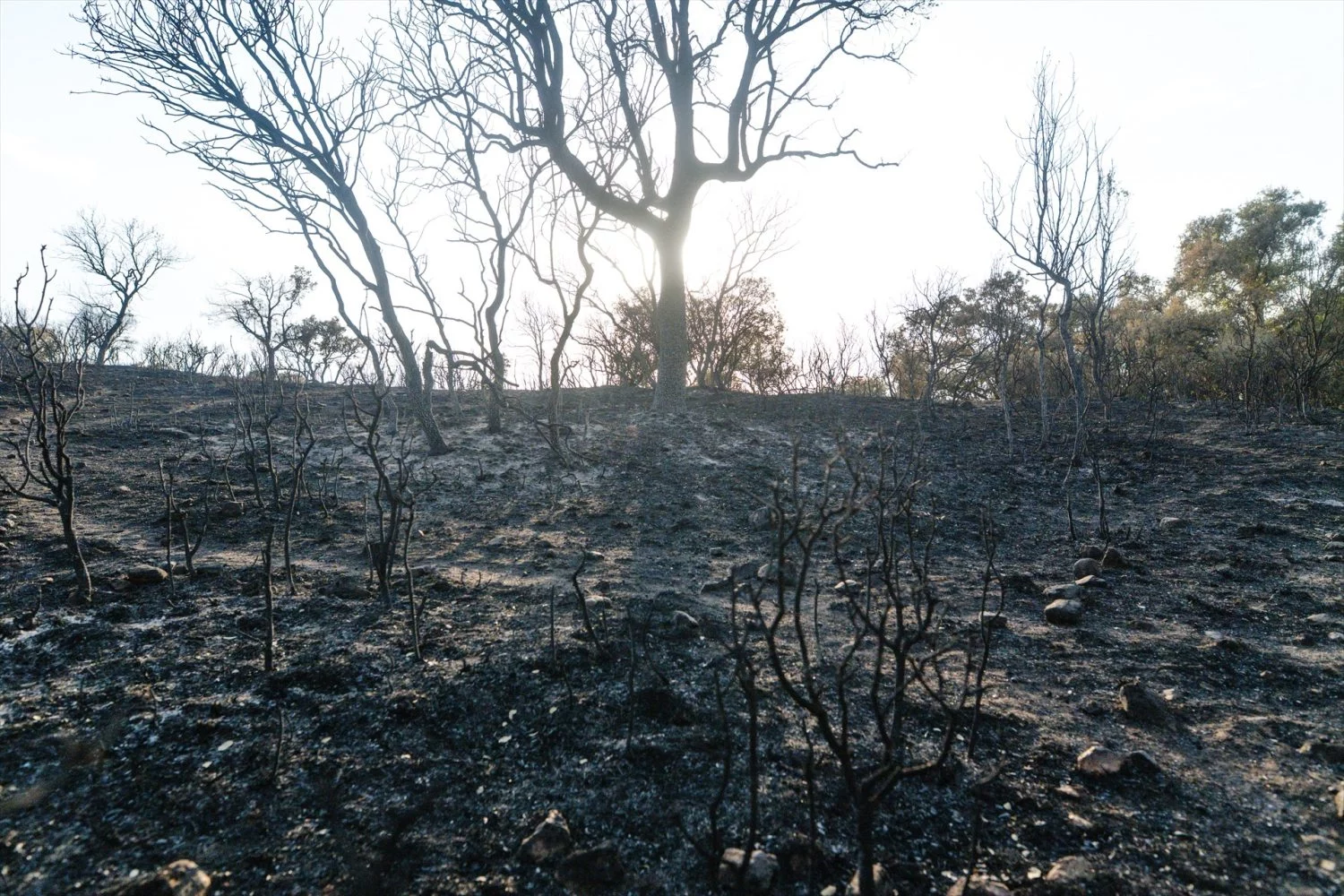 Vista de las zonas más afectadas por el incendio declarado el pasado lunes 11 de agosto en Tres Cantos, a 14 de agosto de 2025, en Tres Cantos, Madrid (Fuente: Agencias) Vista de las zonas más afectadas por el incendio declarado el pasado lunes 11 de agosto en Tres Cantos, a 14 de agosto de 2025, en Tres Cantos, Madrid (Fuente: Agencias)