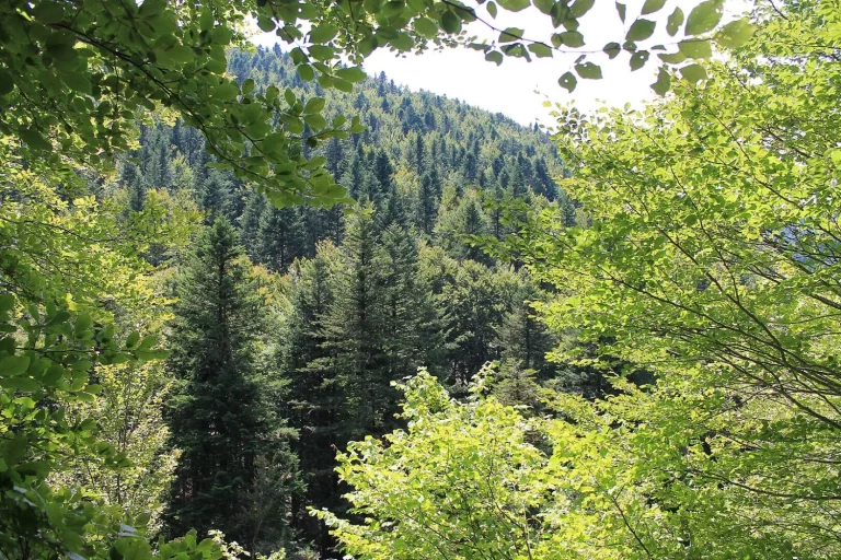 Iñaki (59 años), guarda forestal en la Selva de Irati: «La gente viene en octubre a ver los colores y comete el mismo error: esta es la única hora del día para ver la magia de verdad»