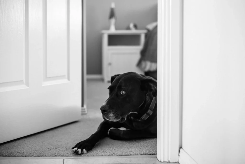 Aceptar que el problema de tu perro es médico y no emocional es el primer paso para poder ayudarle de verdad. Hay que actuar antes de que el daño sea mayor. Fuente: Freepik
