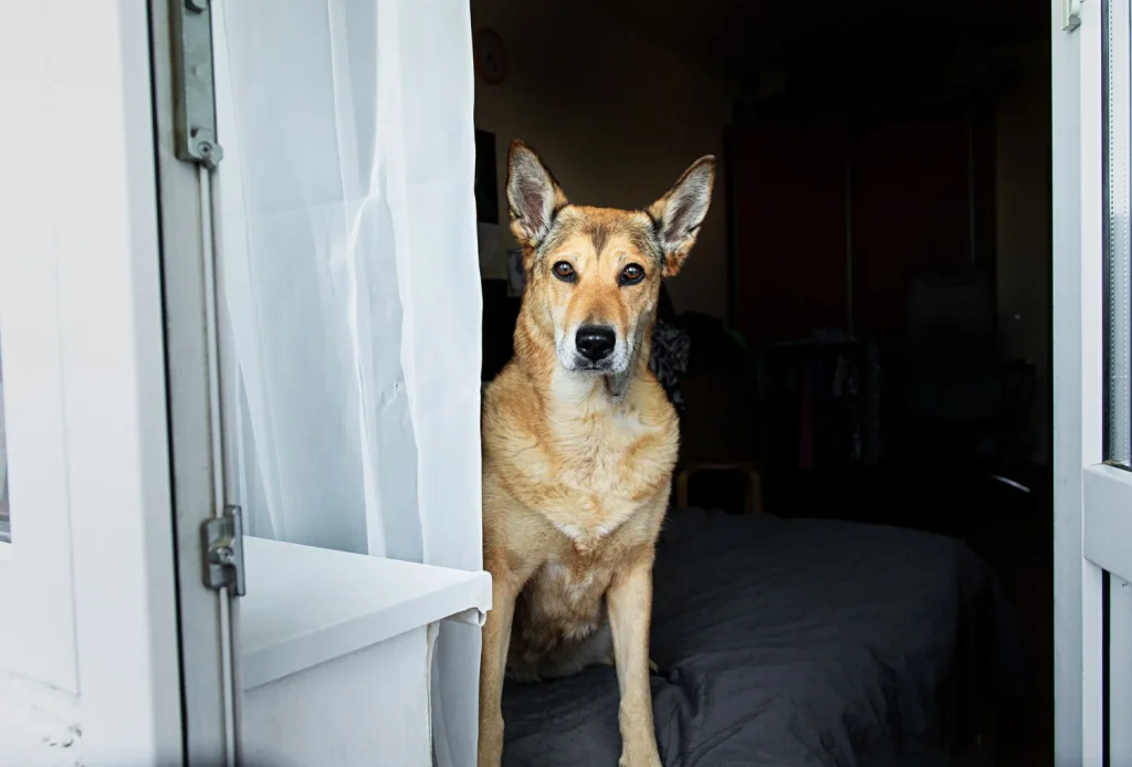 La dificultad para confirmar la teoría de Feliú reside en que los síntomas de un microinfarto en un perro son increíblemente difíciles de detectar para un dueño. Fuente: Freepik
