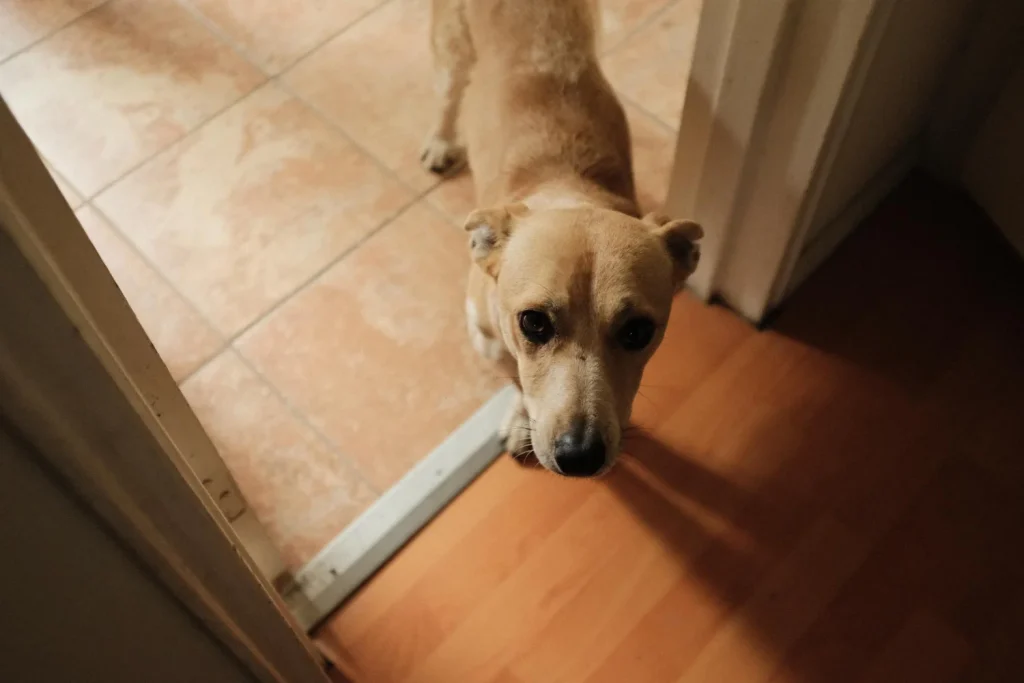 La tesis de Jaume Feliú se centra en cómo un pico extremo de estrés puede afectar físicamente a tu perro, yendo mucho más allá de un simple mal comportamiento. Fuente: Freepik
