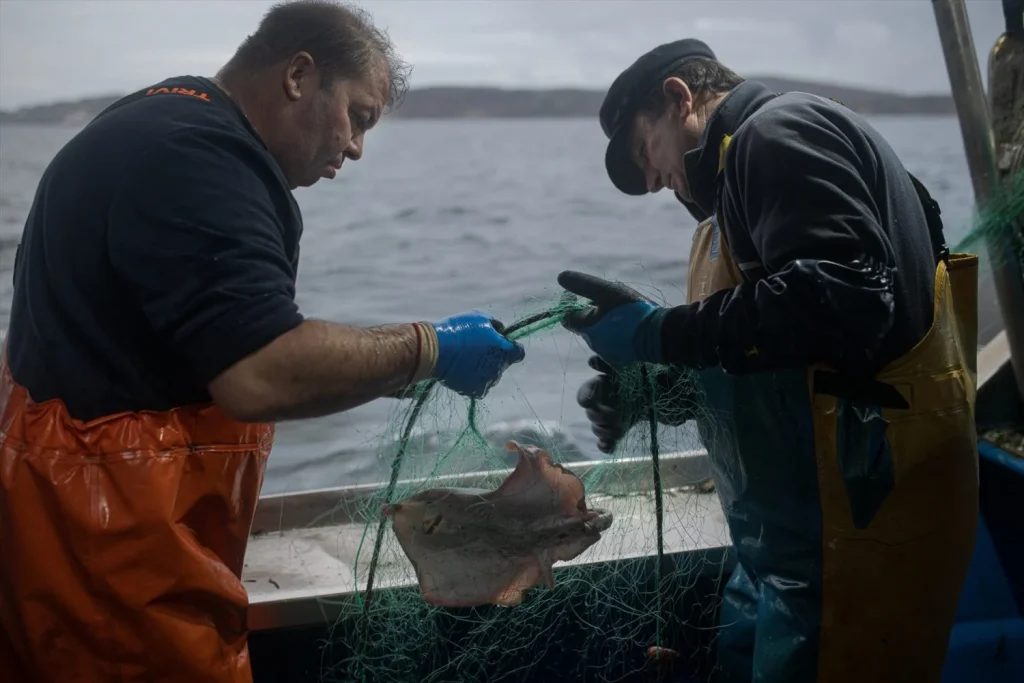 Galicia se arma industrialmente: el Atlántico como 'hub' geopolítico 3 Moncloa Dos hombres trabajan en la pesca de centollo, a 7 de noviembre de 2024, en Pontevedra, Galicia (Fuente: Agencias).