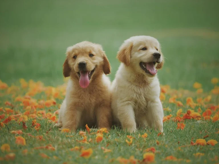 Bienestar animal: esta es la duración máxima que un perro puede estar solo en casa, según expertos