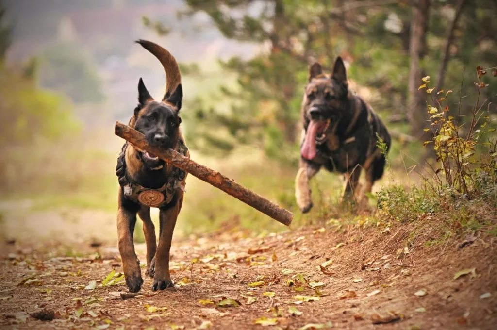 Claves para mejorar el bienestar animal en la rutina diaria