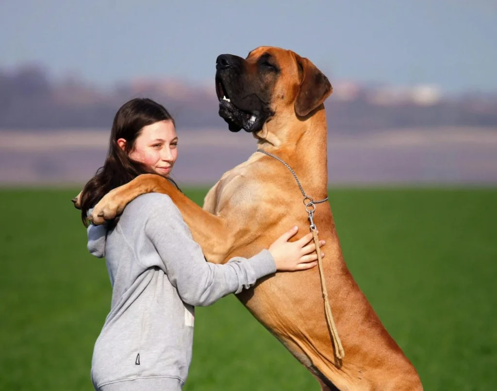 La ansiedad por separación es una amenaza para el bienestar animal