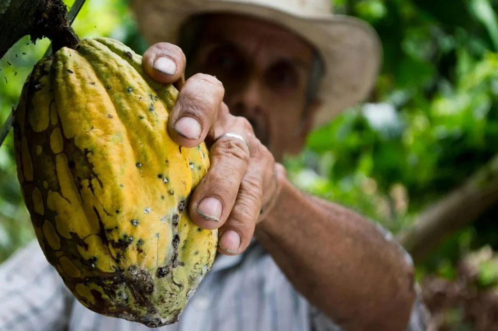 Las células madre y su relación con el cacao puro