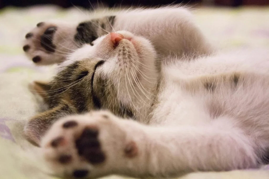 Los gatos como aliados del corazón