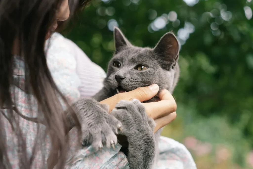 Los gatos funcionan como terapia emocional y física