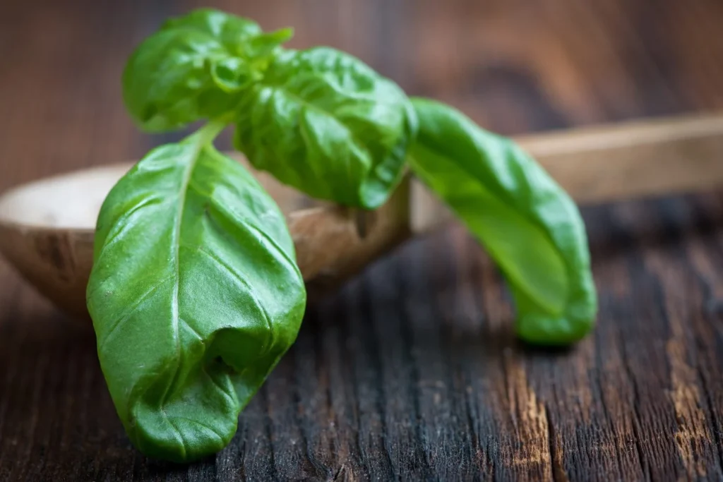 “Aliviar la digestión sin medicamentos es posible”: Dr. Sergio Núñez (41), gastroenterólogo, revela 2 alimentos que reducen el reflujo en cuestión de segundos 1 Moncloa Receta de hojas de albahaca para aliviar la digestión