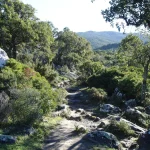 ¿Sabías que en Cádiz hay un bosque que sangra cada año? El misterio de los alcornoques rojos