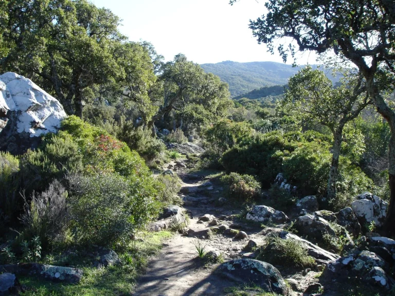 ¿Sabías que en Cádiz hay un bosque que sangra cada año? El misterio de los alcornoques rojos