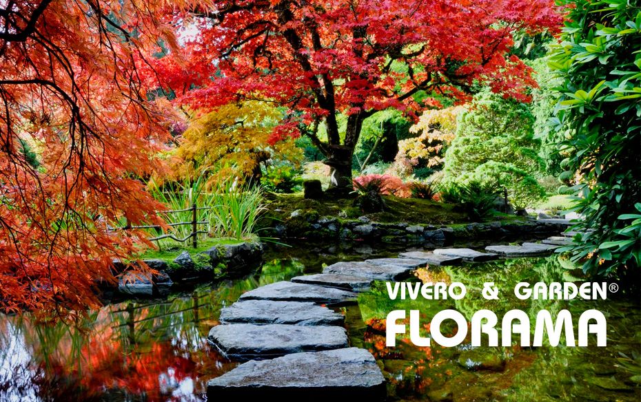 El otoño también florece: VIVEROS FLORAMA reinventa los jardines fuera de temporada 1 Moncloa DISEO DE JARDINES FLORAMA Moncloa