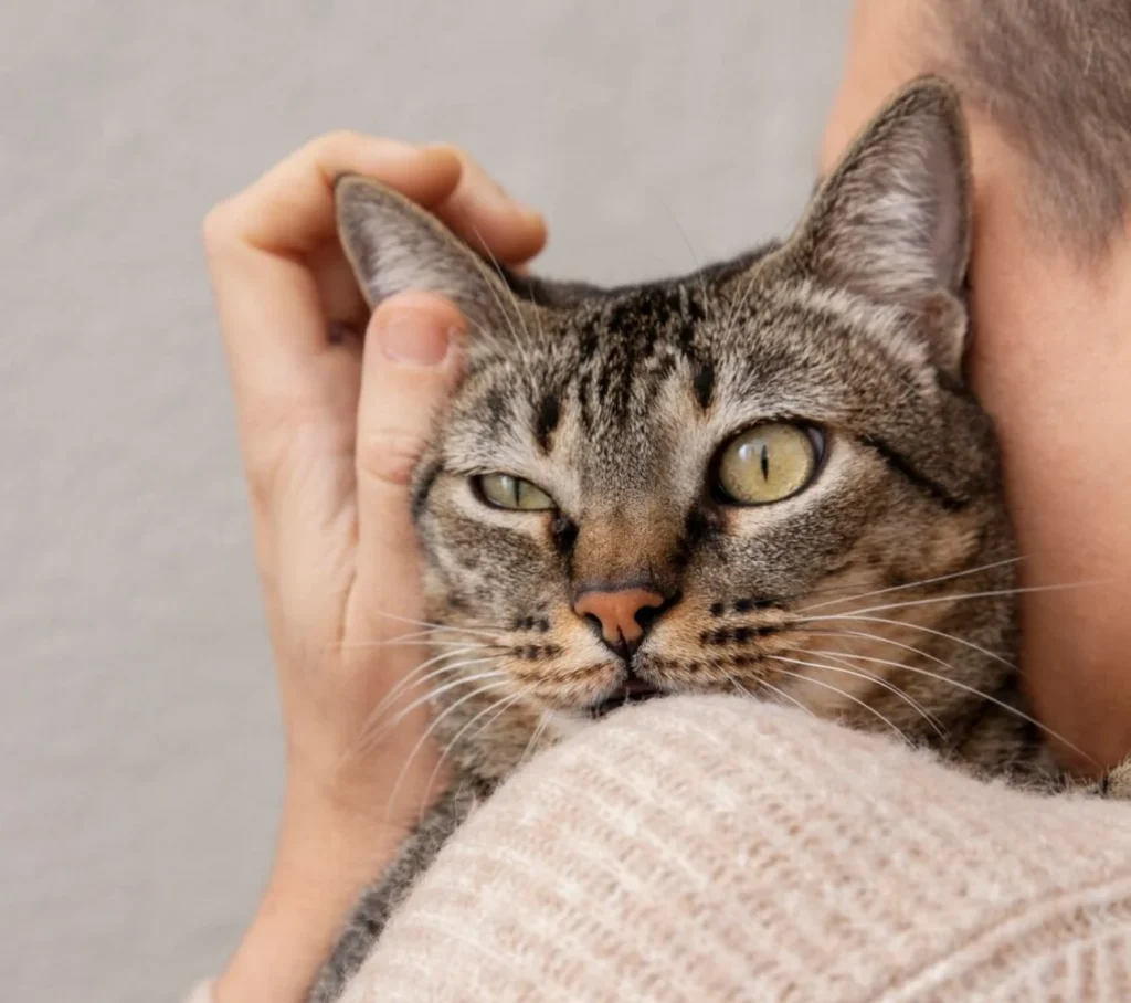 Por qué los gatos generan más alergia en otoño