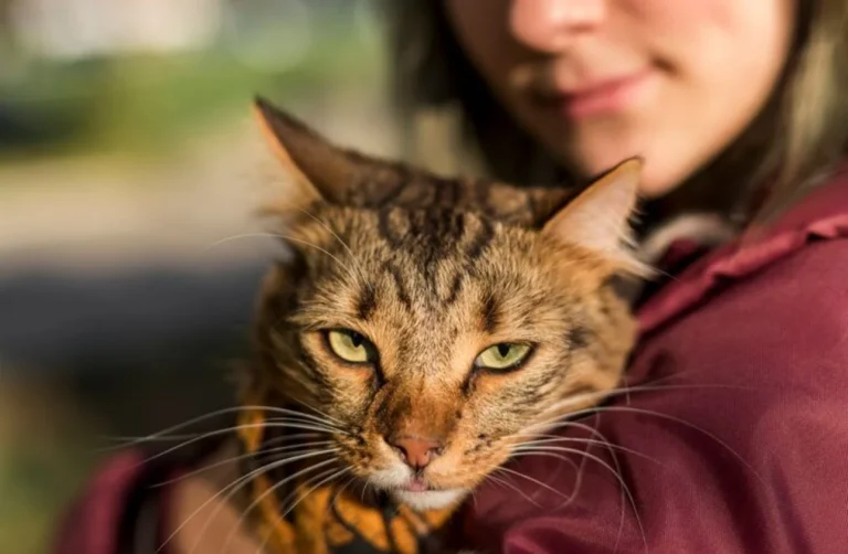 Si en otoño te afectan más los gatos, te enseñamos a prevenir las alergias desde casa